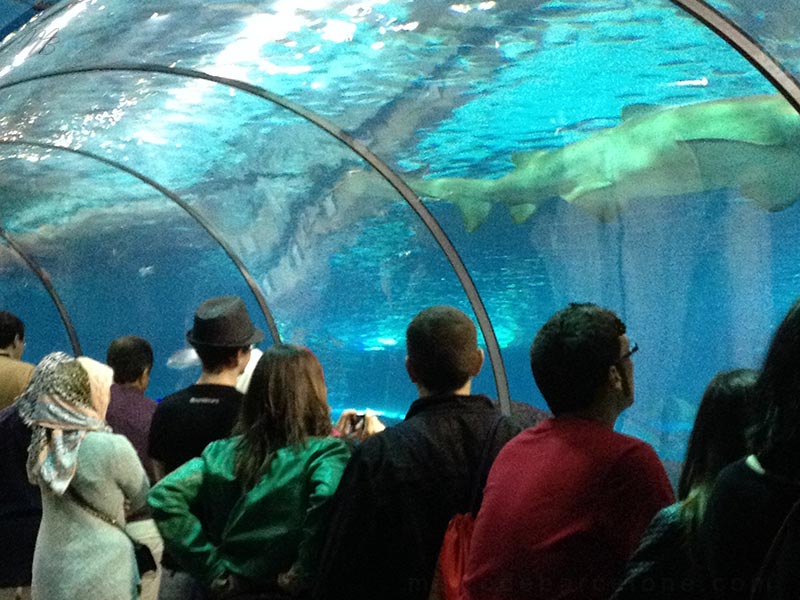 Oceanarium de l'aquarium de Barcelone
