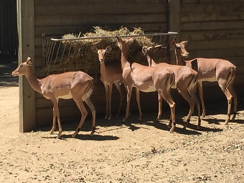 Impalas du zoo de Barcelone