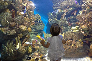 aquarium of Barcelona