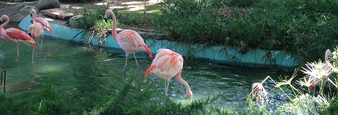 photos of Barcelona zoo
