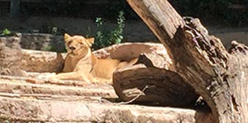 Barcelona zoo