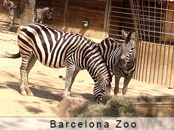 Barcelona zoo