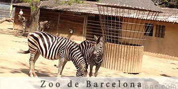 Barcelona zoo