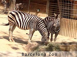 Barcelona zoo