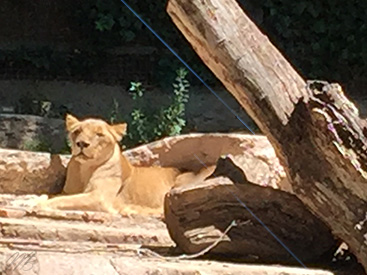 Visita del Zoo de Barcelona