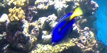 peces azules aquarium Barcelona