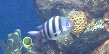 fotos aquarium Barcelona
