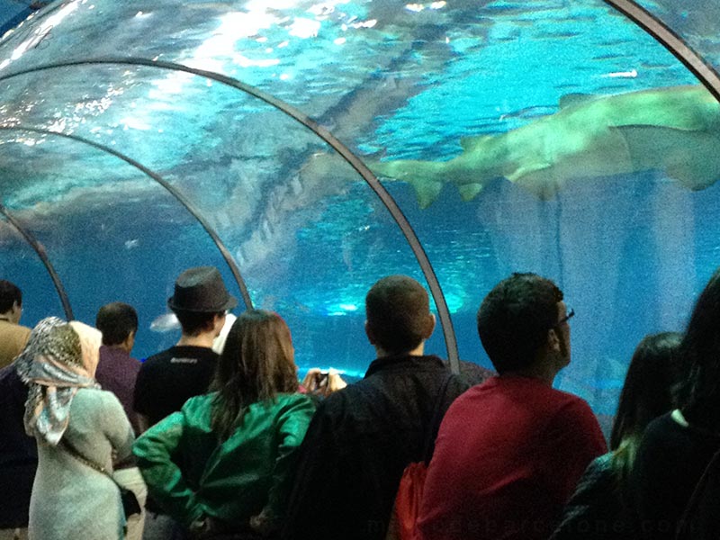 oceanario del acuario de Barcelona