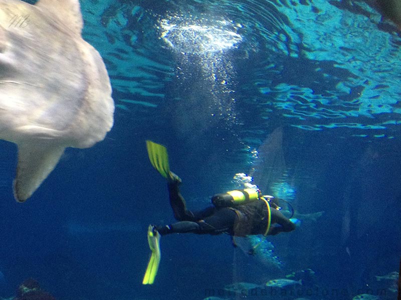 bucear con los tiburones del aquarium de Barcelona