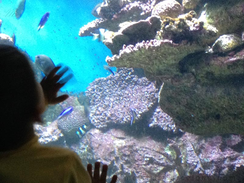 Dormir en el acuario de Barcelona