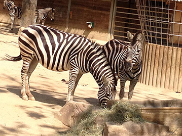 Barcelona zoo fotos