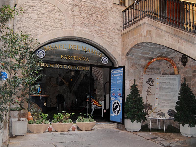 museo del mamut de Barcelona