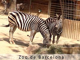 zoo de Barcelona