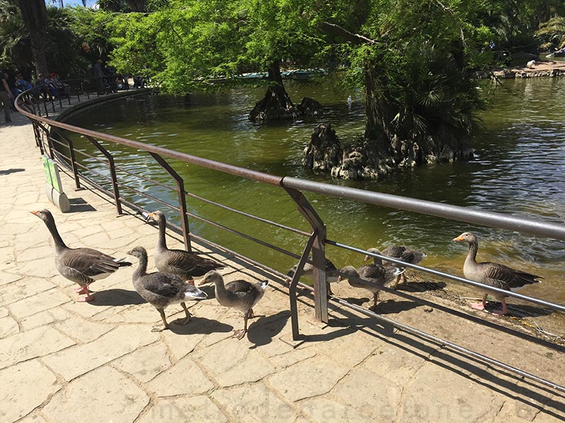 parc Ciutadella de Barcelone