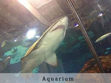 photos de l'aquarium