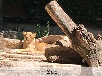 photos du zoo de Barcelone