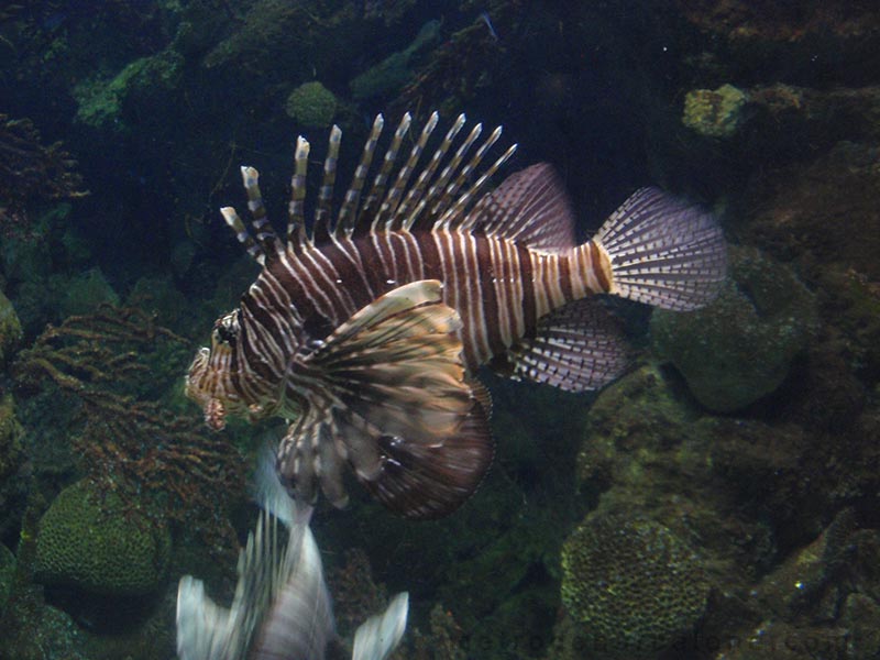 Barcelone aquarium