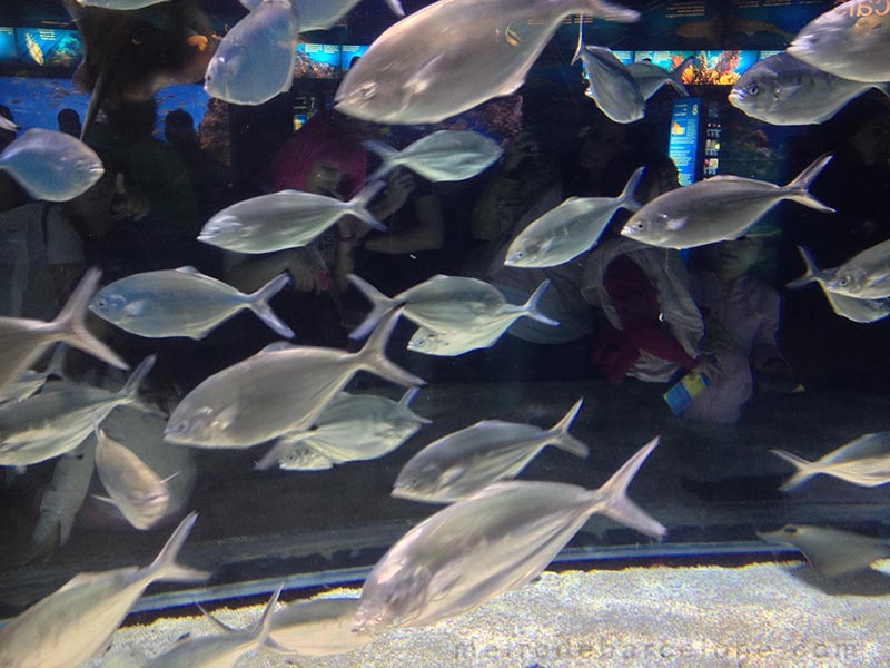 peces del aquarium de Barcelona