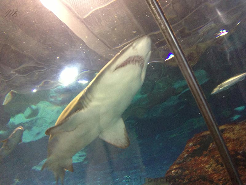 Barcelone aquarium requin