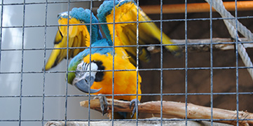 animaux des iles zoo Barcelone