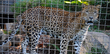 Animaux de la jungle au zoo de Barcelone