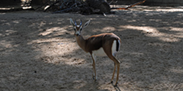 animaux du désert au zoo de Barcelone