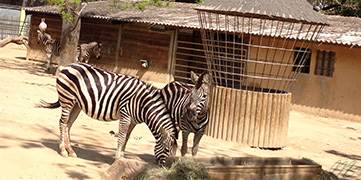 Zoo Barcelone animaux Savane