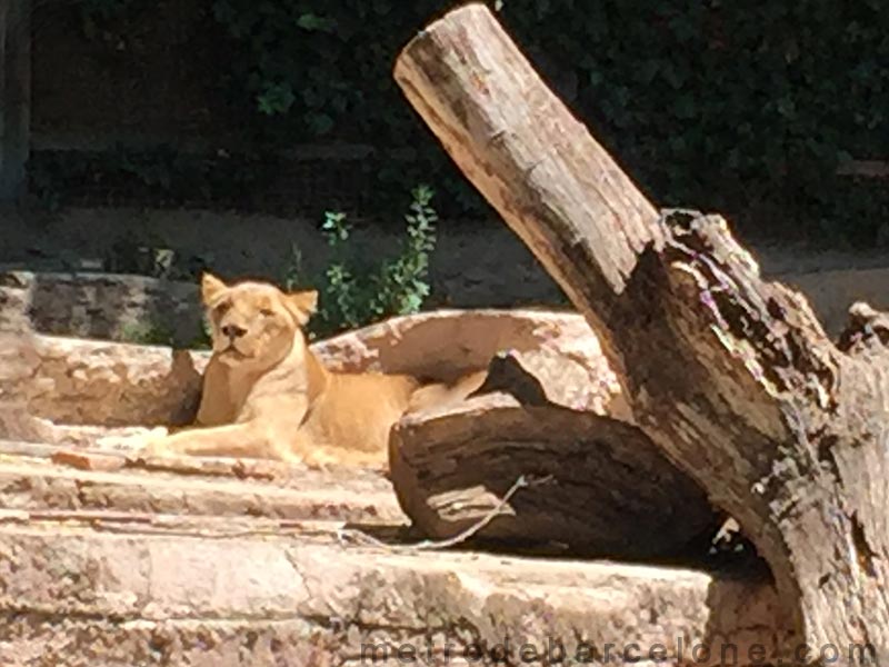 Barcelone zoo lions
