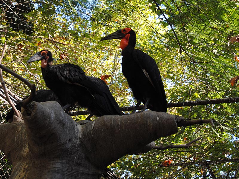 Oiseaux du zoo de Barcelone