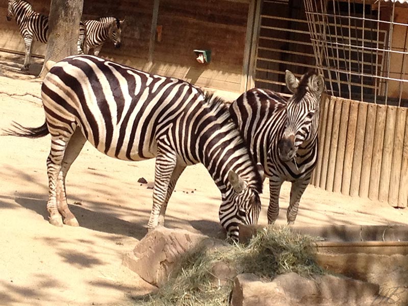 photos Barcelone zoo