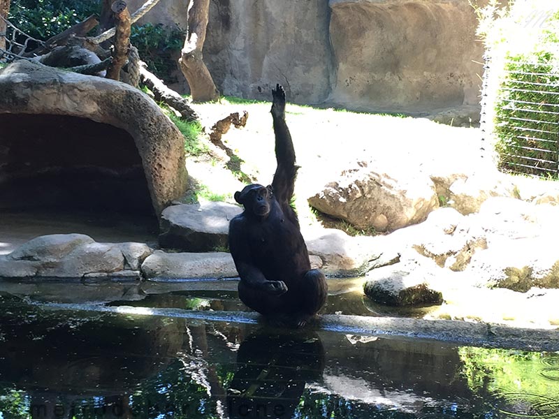 chimpanze zoo Barcelone