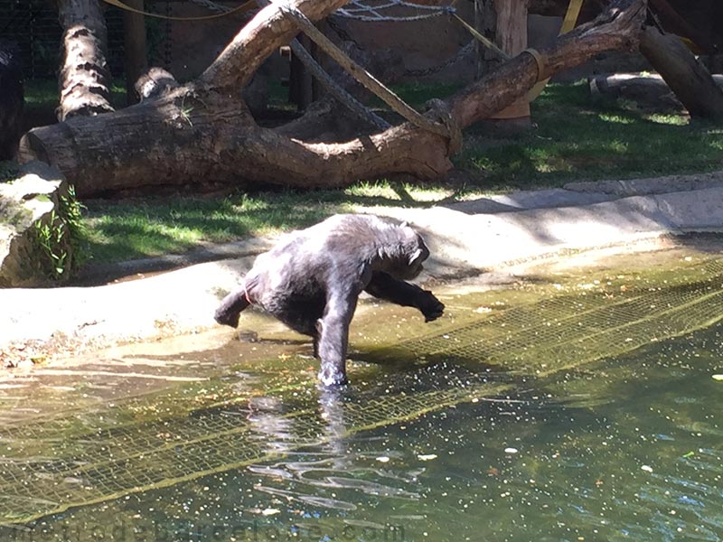 chimpancés del Zoo de Barcelona