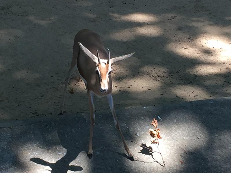 Gazelles du zoo de Barcelone