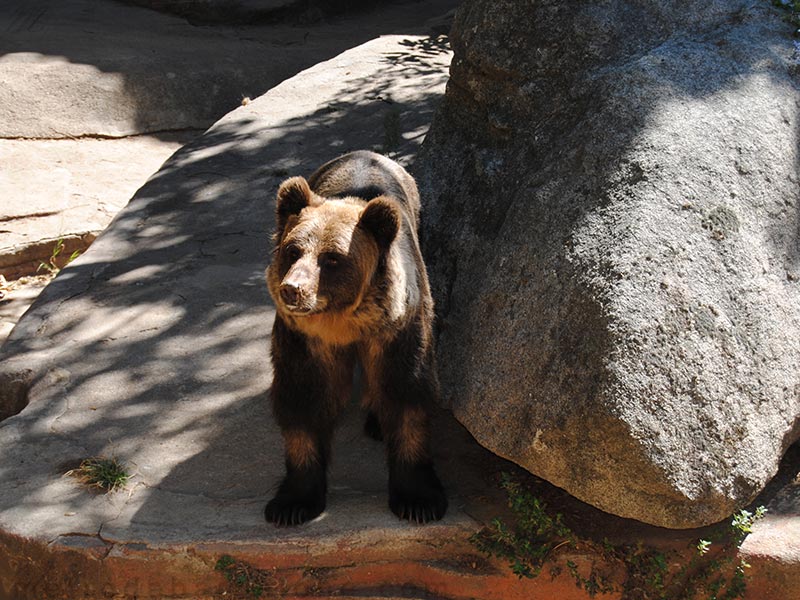 Ours du zoo de Barcelone