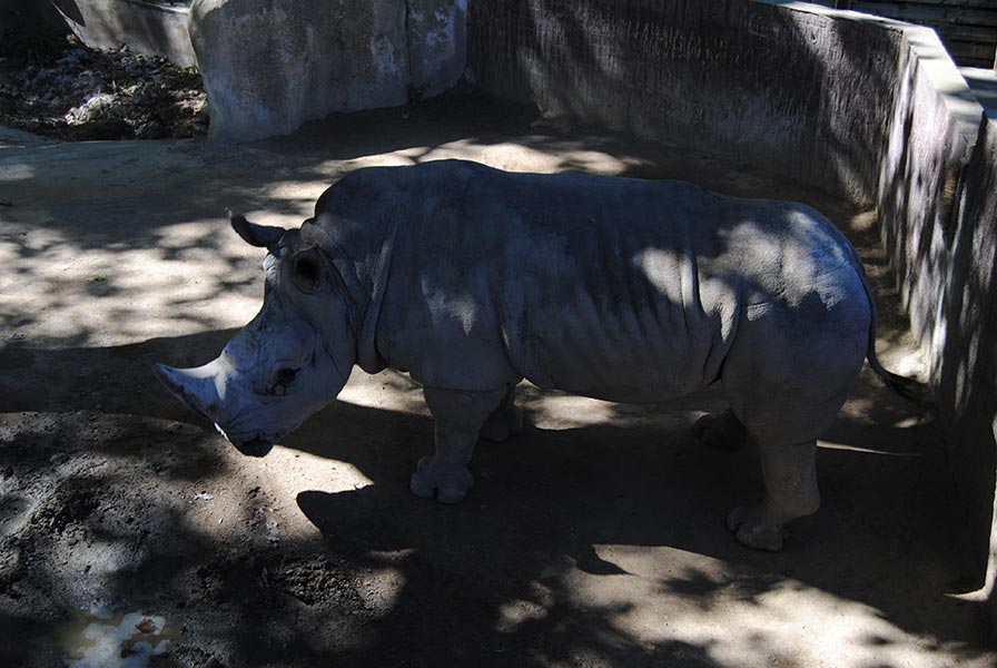 rhinoceros du zoo de Barcelone