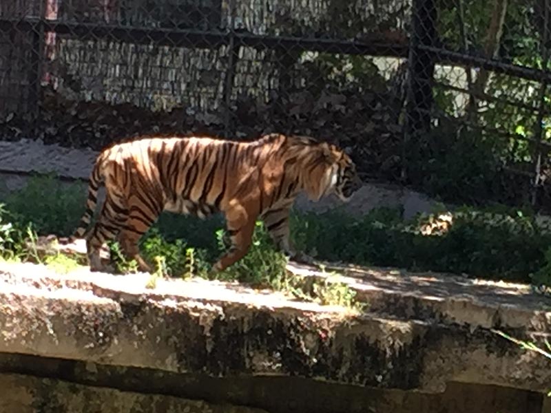tigres au zoo de Barcelone