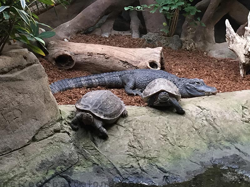 Zoo de Barcelone tortues