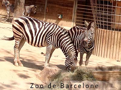 zoo de Barcelone